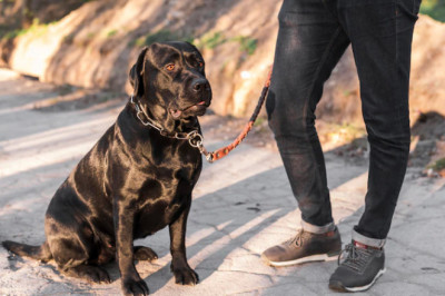 How to use prong collars for training?