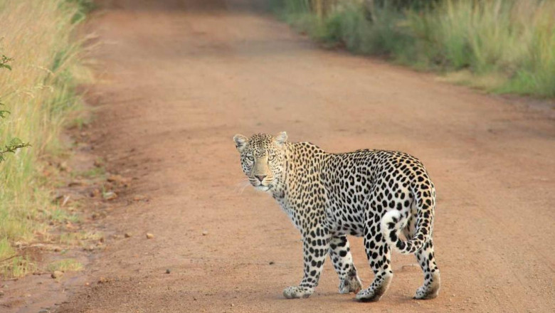 mqdm trym bgvgl the good the bad and the ugly