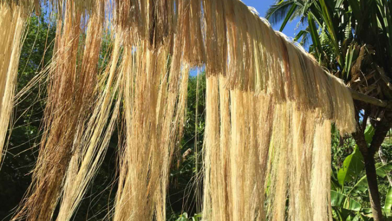 Philippines Abaca Fiber Market Share, Size, Growth and Forecast