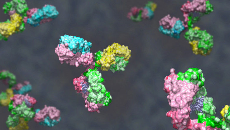 Things to know about Bispecific Antibodies