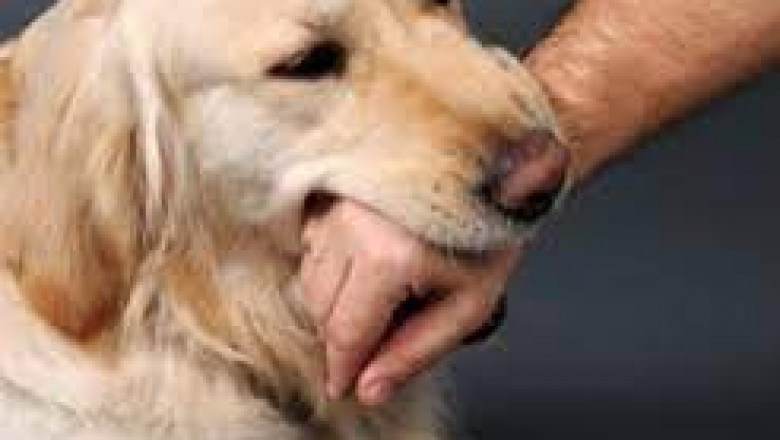 Dog Bite Victims Need the Menifee Desert Dog Bite Lawyer