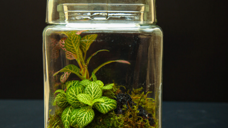 How to make a cheap terrarium