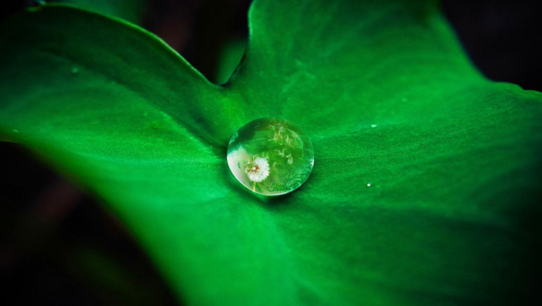 5 laws anyone working in how to grow hemp plant should know