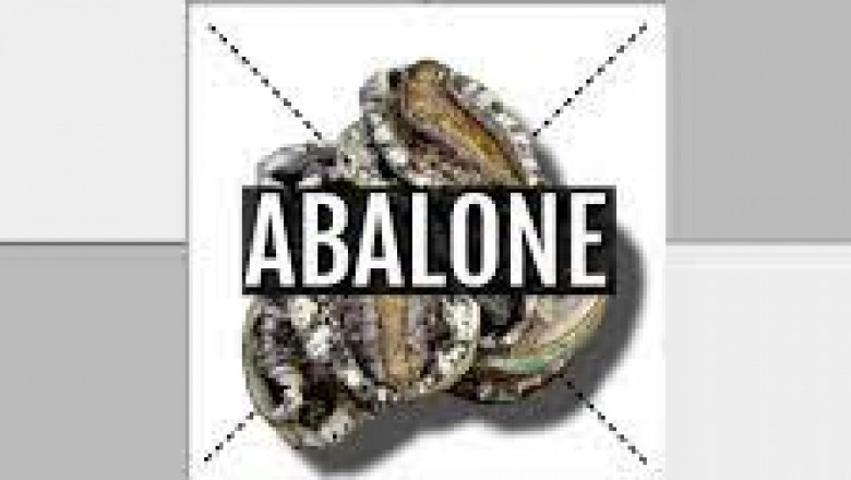 9 Abalone Health Benefits You Don’t Know About