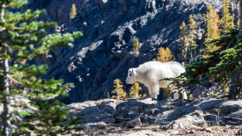 how successful people make the most of their thco acetate for sale