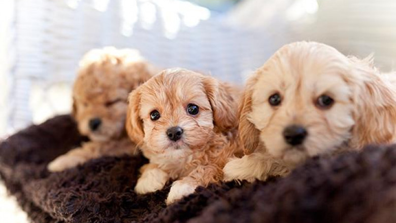 Learn What You Need To Know About Puppies For Sale