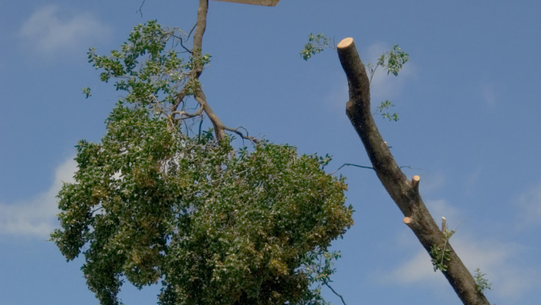 Tree Lopping and its particular Several Positive aspects
