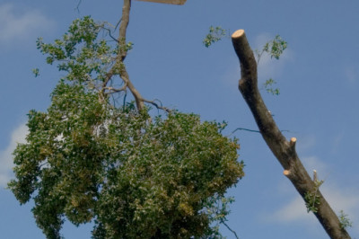 Tree Lopping and its particular Several Positive aspects