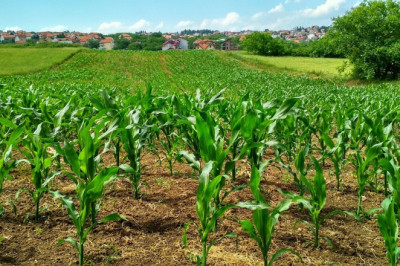 Eubiotics Market CAGR and other industry info