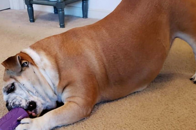 Dog Toys - Options You along with your Pet Will Love