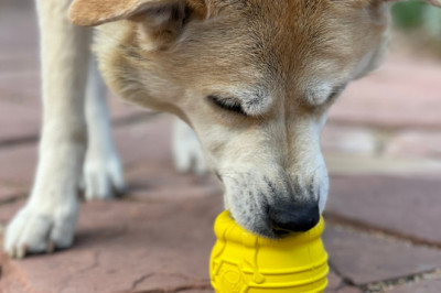 Dog Toys for Smart Dogs