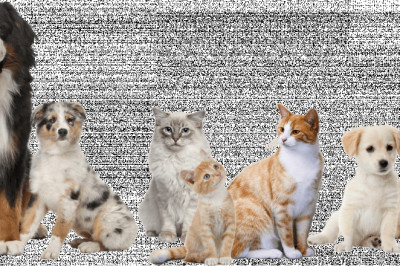 From Fluff to Fabulous: Transformations at the Pet Salon