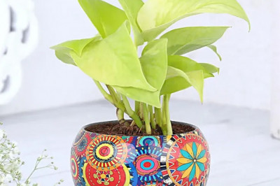 5 Desktop Plants That Instantly Boost Mood and Productivity